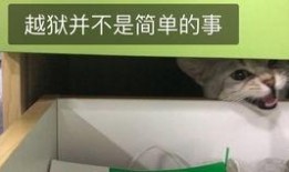 娱乐吃瓜酱猫妈妈视频下载,揭秘萌宠日常