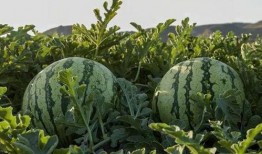 吃瓜浙江网红,揭秘浙江网红的吃瓜日常